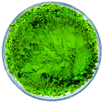 Shades of Green