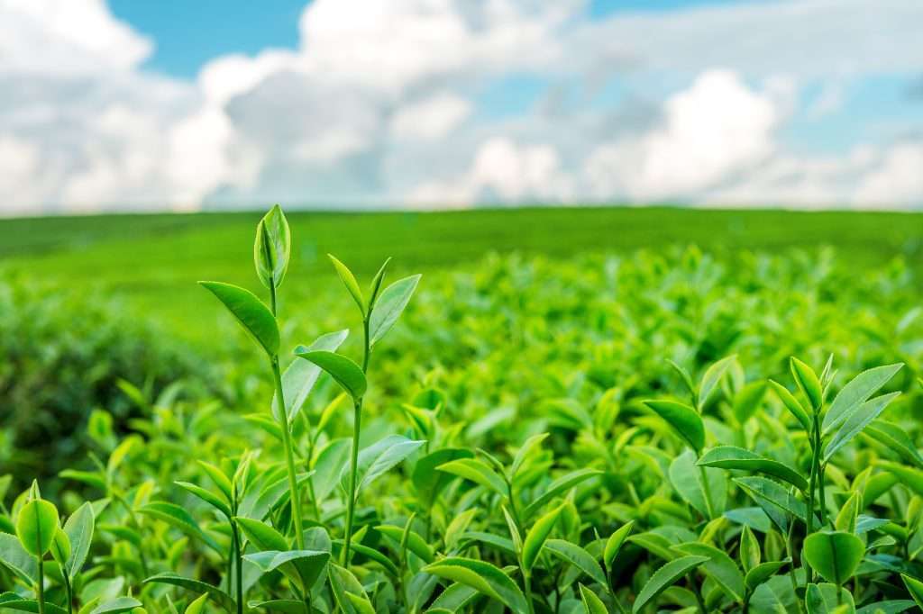 Green tea buds and leaves on a tea plantation