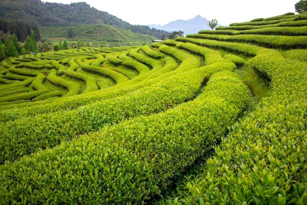 For All the Tea in China: Wuyi Mountains tea region in Fujian Province