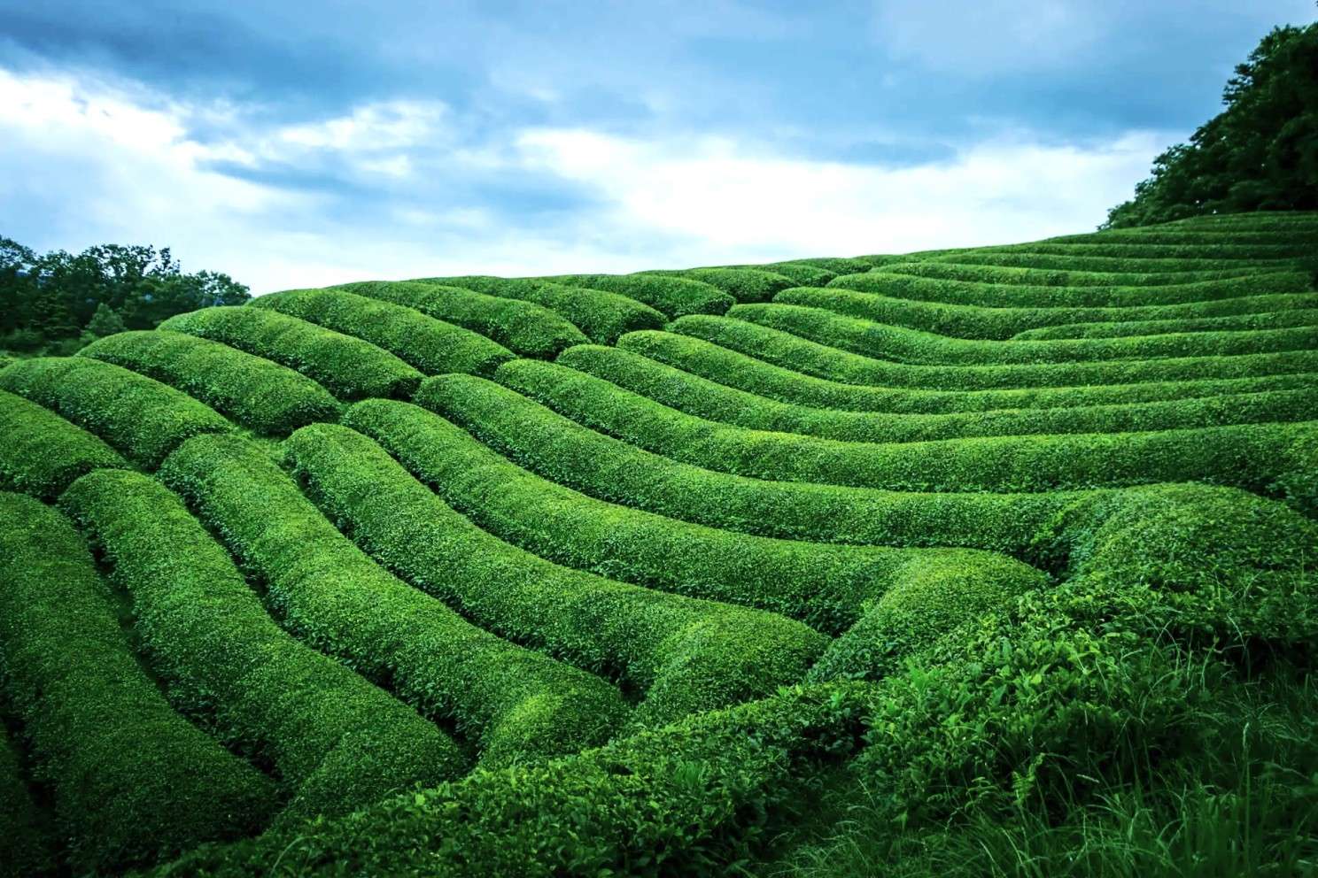 Lessons from a cup of tea: patience, care, and respect for nature's rhythm