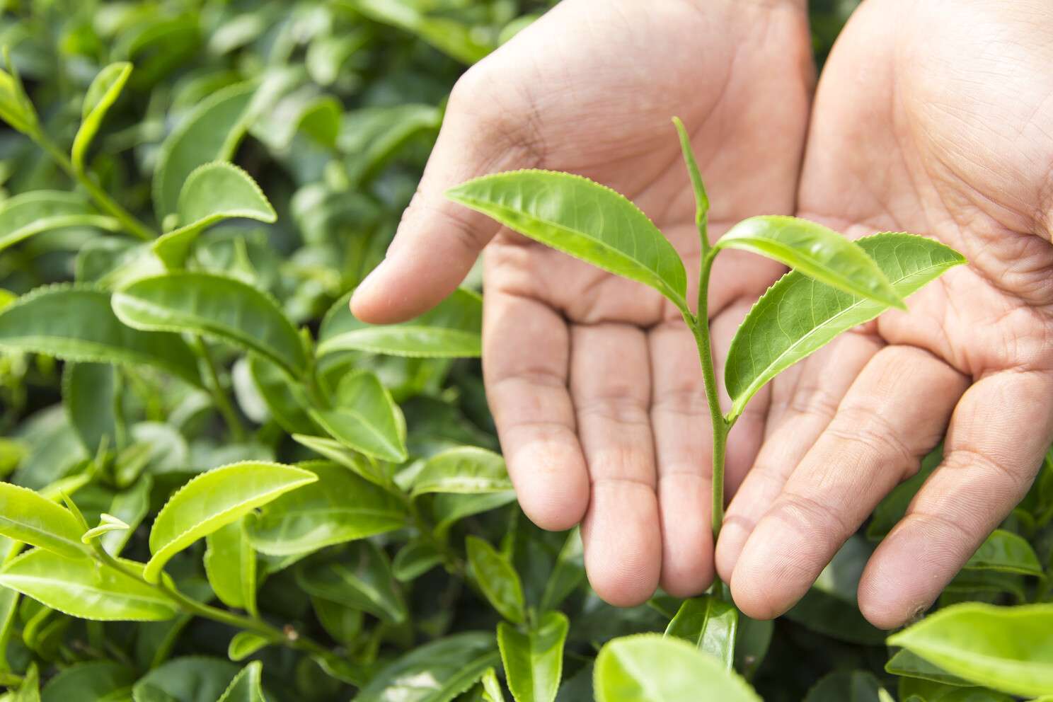 tea plant contains caffeine