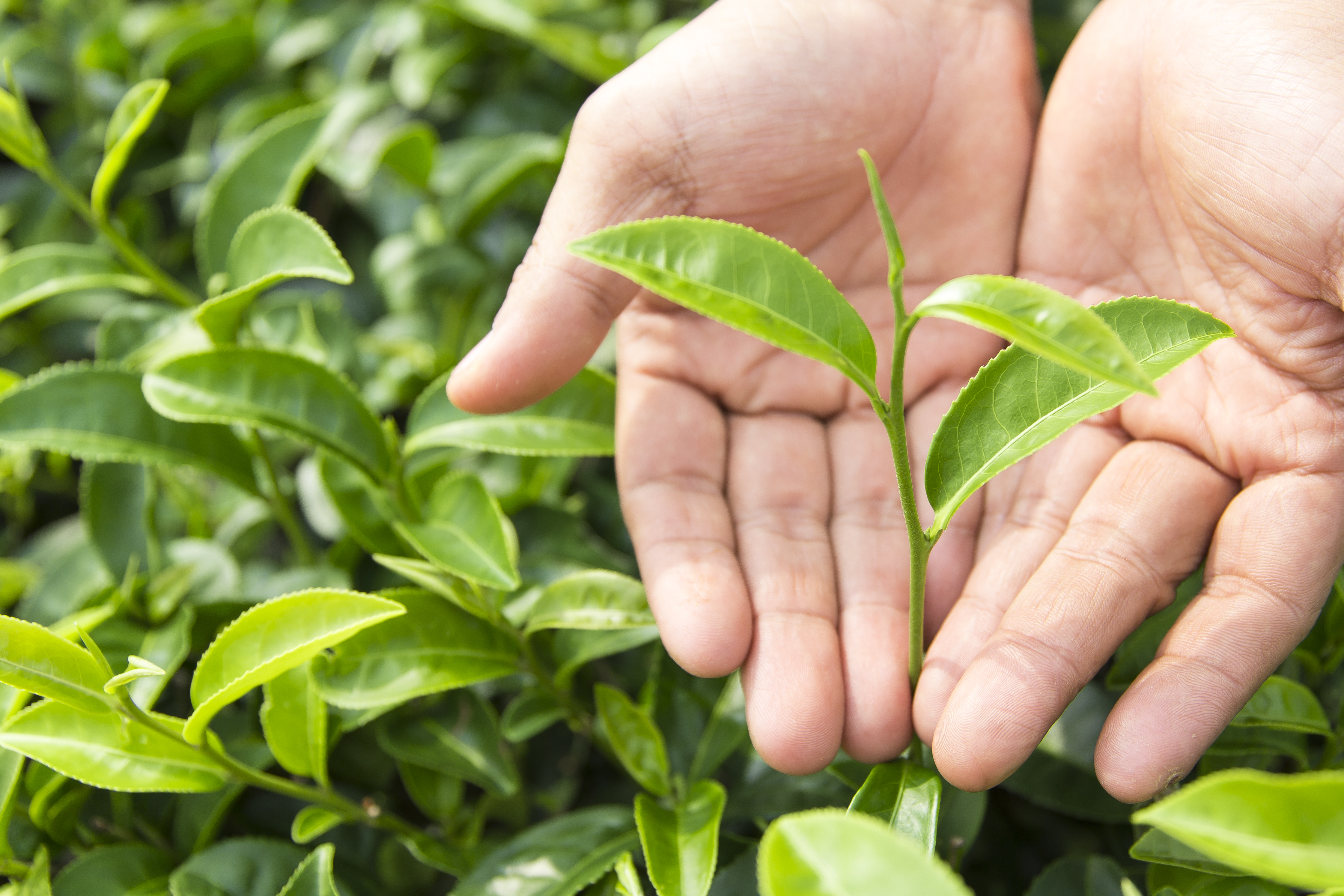 Hands closely inspecting whole tea leaves, avoiding chemicals through visible, unprocessed quality