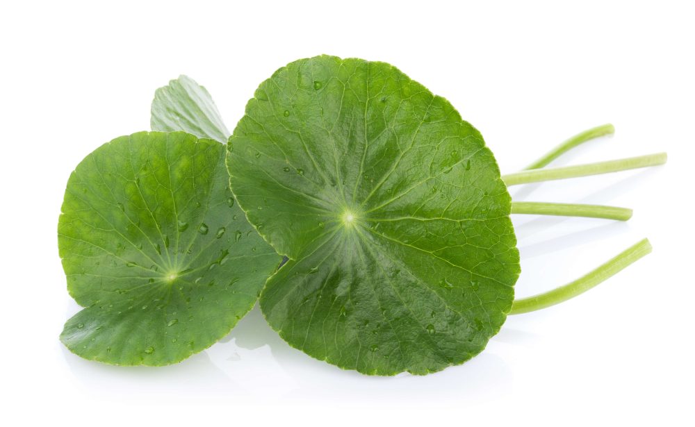 gota kola plant
