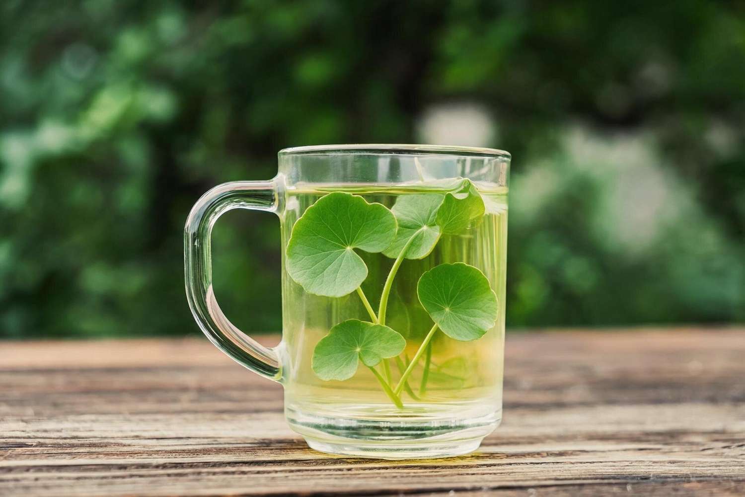 gotu kola in tea