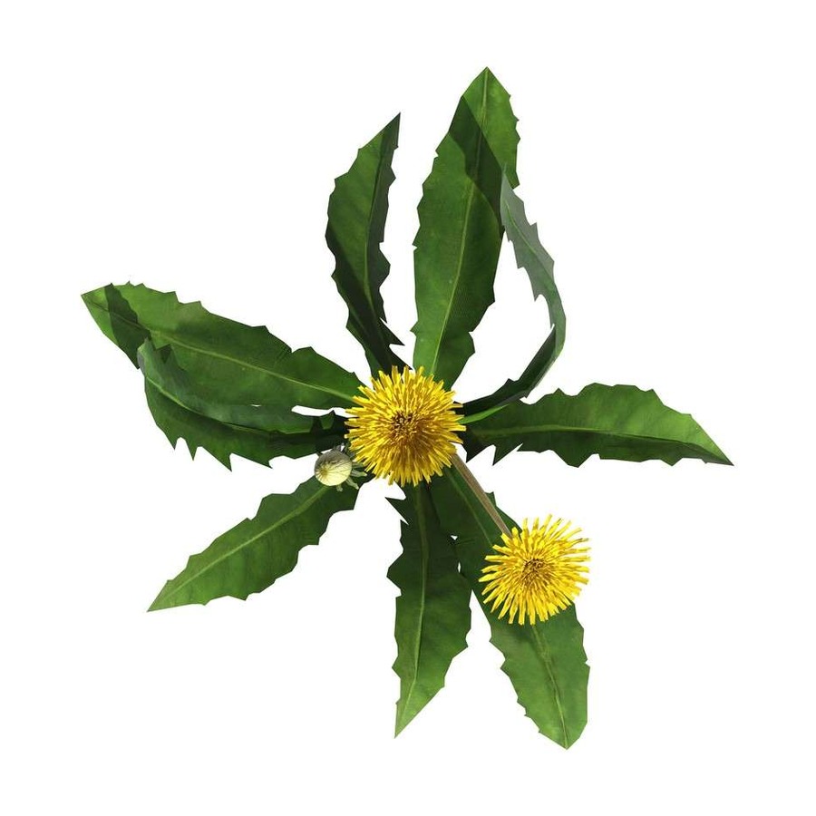 Dandelion Root