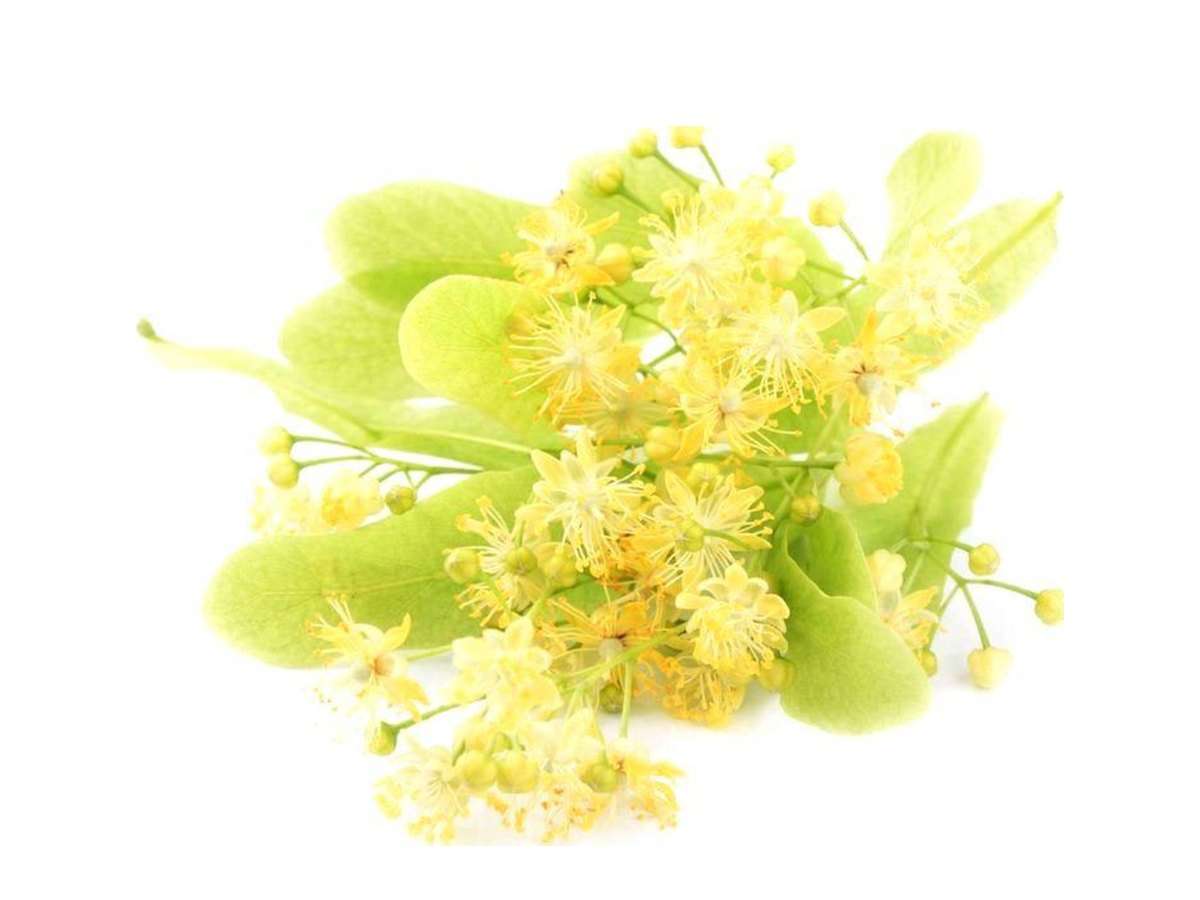 Linden Blossom