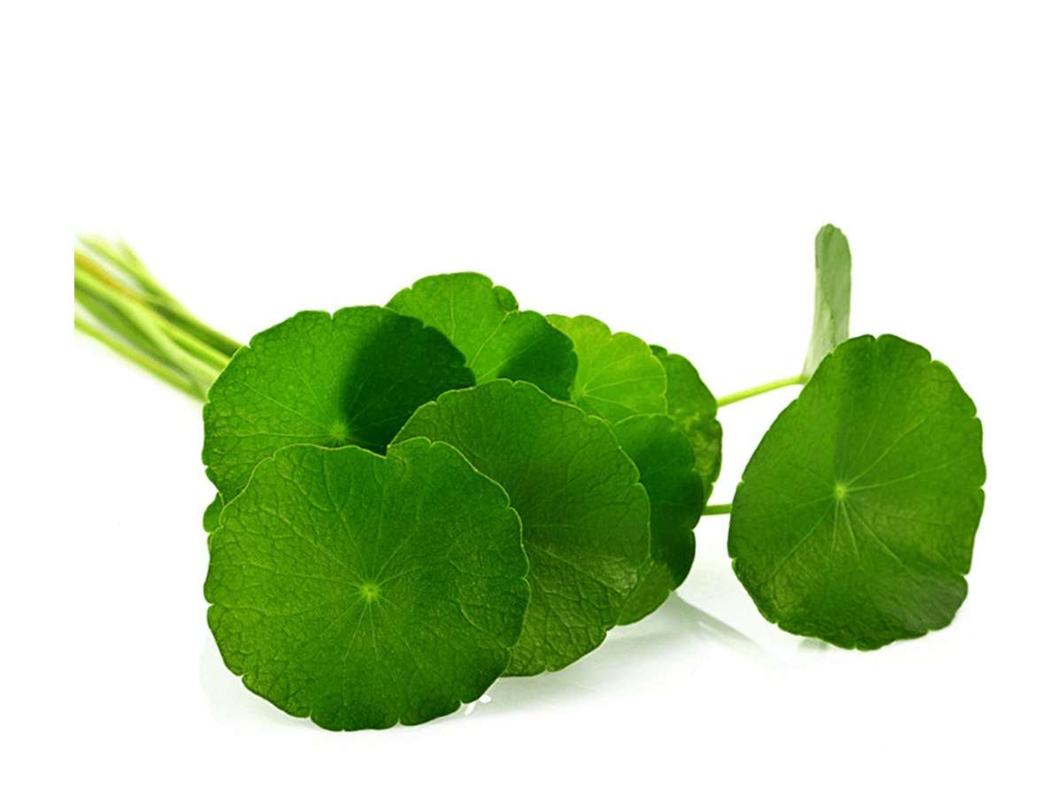 Gotu Kola