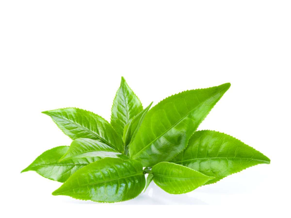 Green Tea