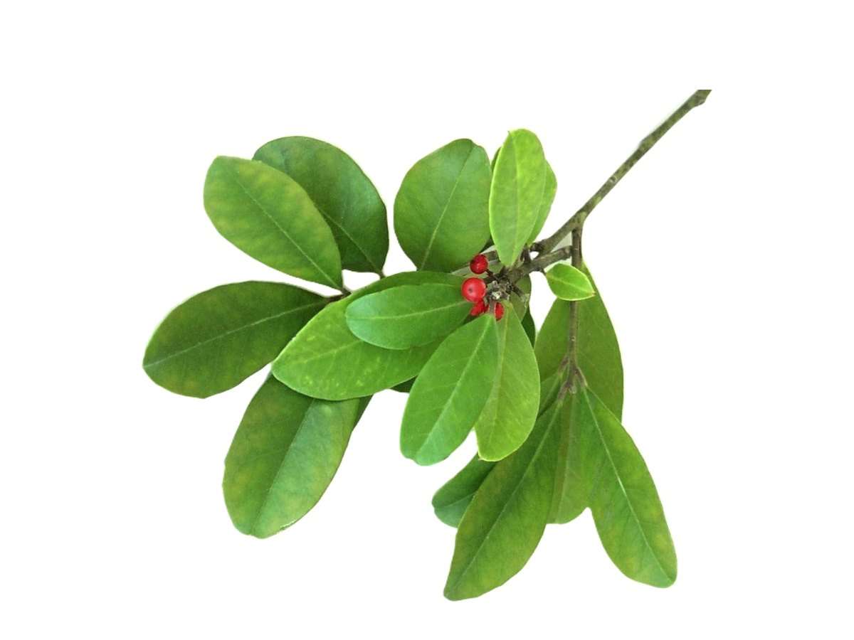 Yerba Mate