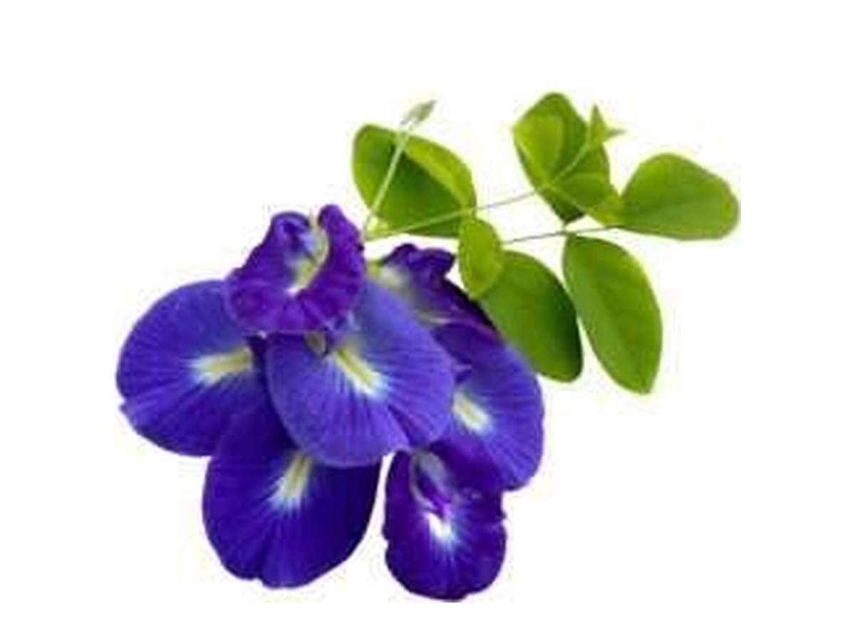 Butterfly Pea Flower