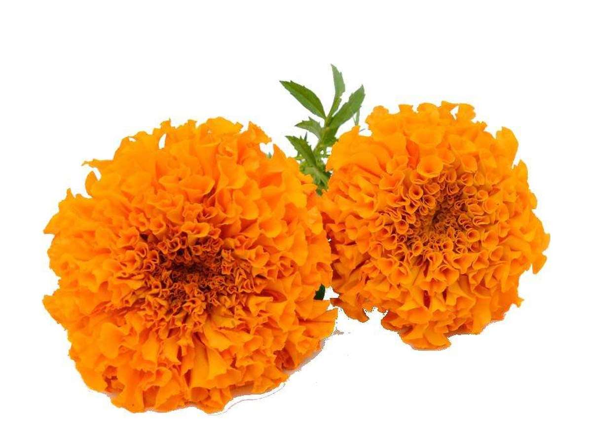 Marigold Petals